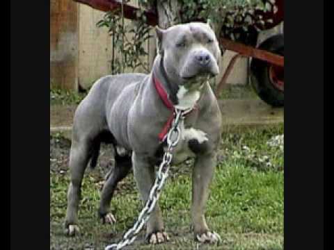 Dj Fx & Mark Eg Mc's DomerPeter Pan Part 2