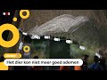 Verdwaalde witte dolfijn omgekomen na reddingspoging