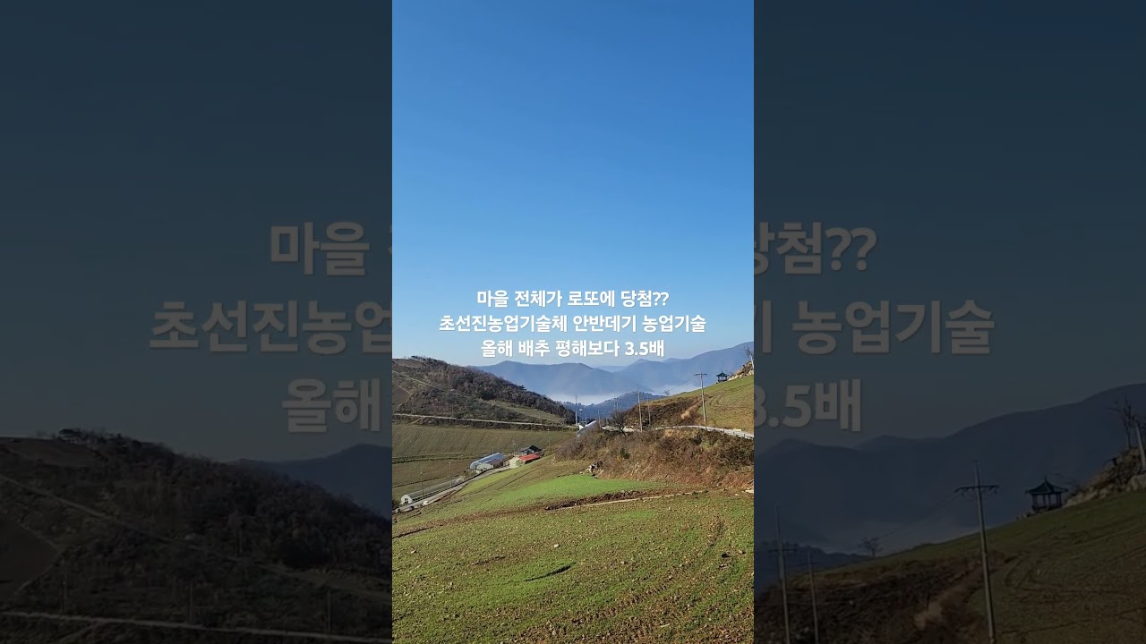 전세계 초절정 농업기술력 안반데기 배추농업