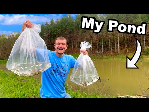 Stocking 3,500 Fish into My Pond!