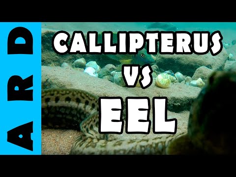 Lamprologus callipterus difende nido da Mastacembalus