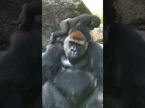 Baby Gorilla Annoying His Father 🐵 #shorts