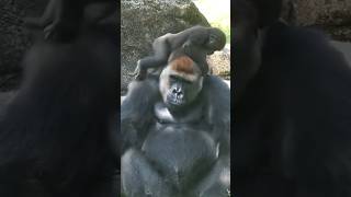 Download lagu Baby Gorilla Annoying His Father 🐵 #shorts mp3