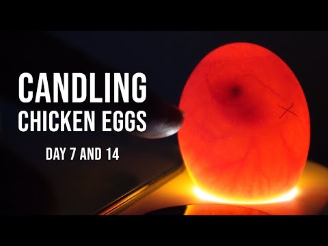 Day 7 & 14 Candling Secrets Must Know Development Signs