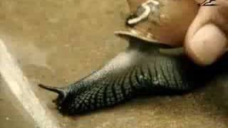 Guinness: Bet on Black