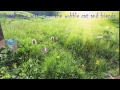 Helix The Cat Live Stream