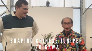 Shaping Chinese Juniper Itoigawa Bonsai with Byron - Part Two