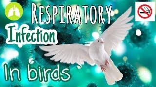 Respiratory infection in BIRDS || Prevention, Symptoms and Treatment!