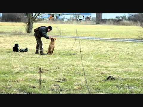 Delphin Wasserarbeit März12.wmv