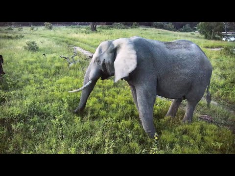 Elephant Bull puts on a grass hat and gets up close at Djuma Cam 1/30/26
