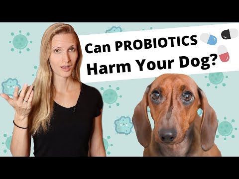 Can probiotics harm your dog?