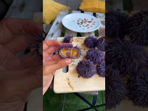 Sea Urchin Catch And Cook