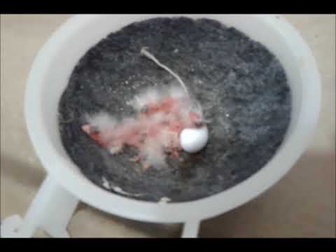 CANARIA ESTA CHOCANDO A 14 DIAS E OS FILHOTES NÃO NASCEM O QUE FAZER?