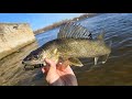 Video Thumbnail for Slaying Walleye and Bass with FROSTBITE Ned Rig at the Spillway! (Wader Fishing)