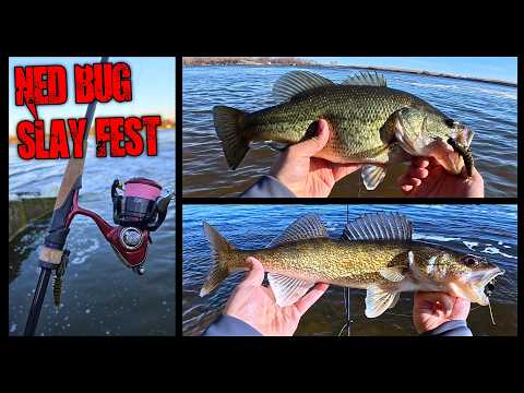 Slaying Walleye and Bass with FROSTBITE Ned Rig at the Spillway! (Wader Fishing)
