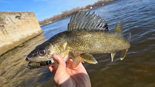 Slaying Walleye and Bass with FROSTBITE Ned Rig at the Spillway! (Wader Fishing)