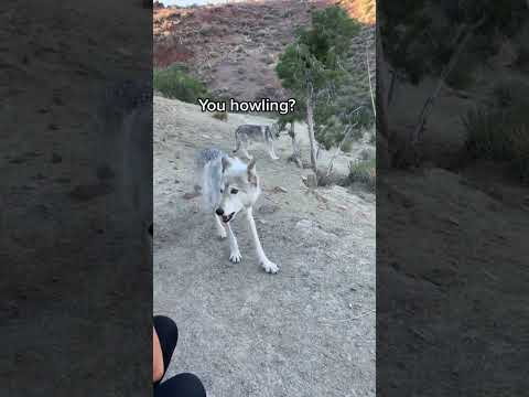 Kona shows us how it’s done. #notpets #wolves #wolfsanctuary #wolf #howl #animals #wildlife
