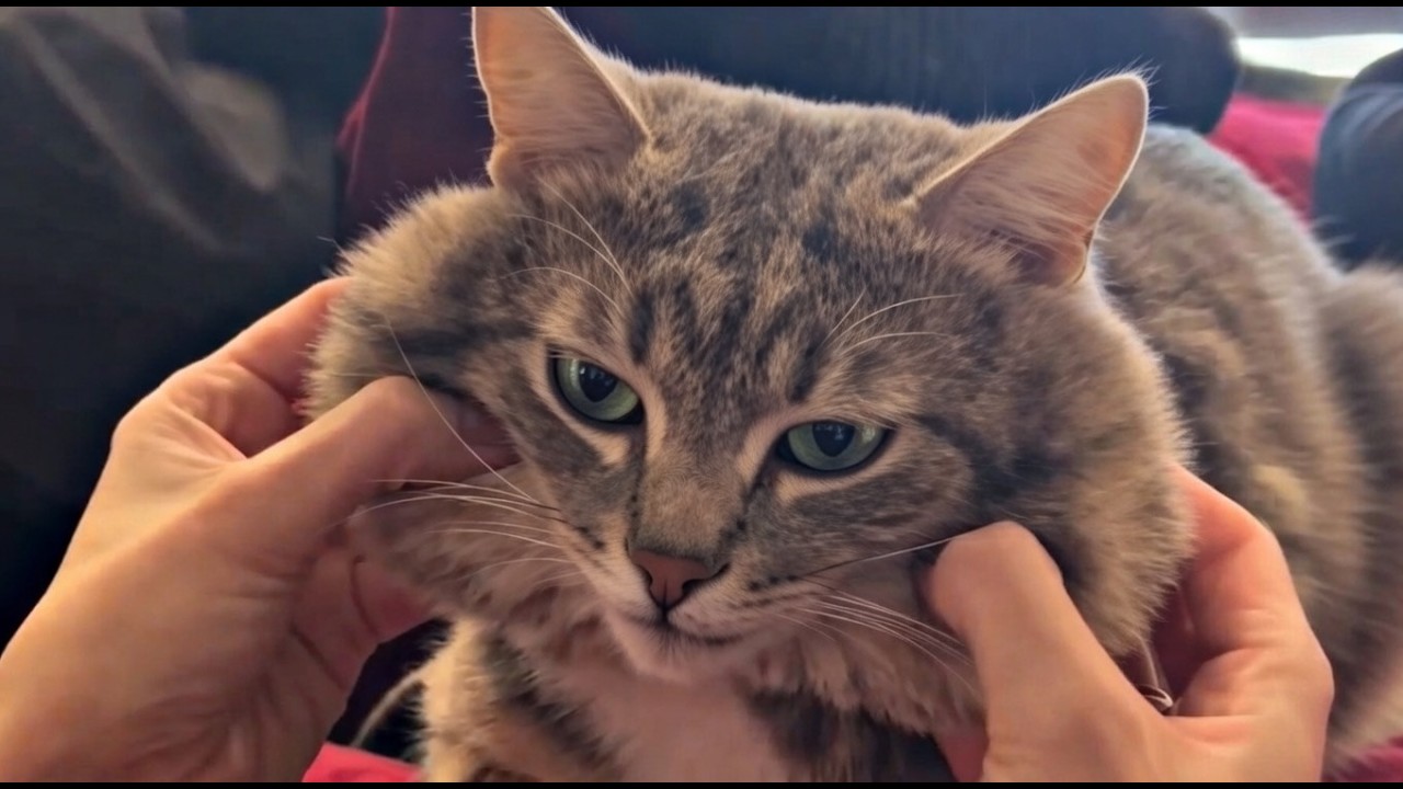 UNUSUAL MEMES COMPILATION V362