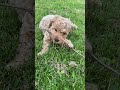 Cavapoo dogs for sale: Truffles - Video 1