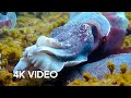 Cuttlefish Mimics Being Female To Mate 4K UHD Blue Planet II BBC Earth