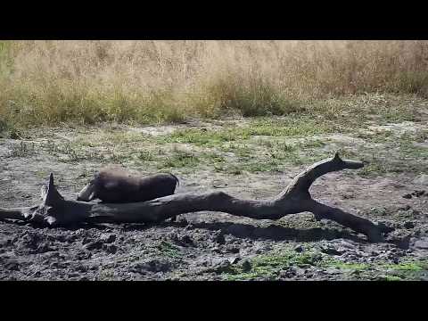Djuma: Warthog family-two adults and two young - 12:00 - 05/12/19
