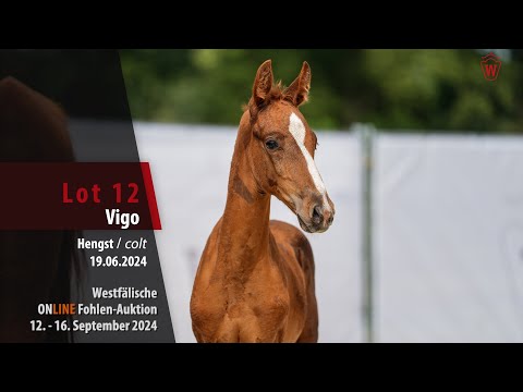 Online Fohlen-Auktion Lot 12 Vigo Hengst v. Vandenberg - Bernay