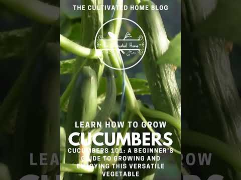 Cucumbers 101: A Beginner's Guide to Growing and Enjoying this Versatile Vegetable