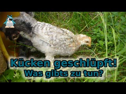Küken schlüpfen! Was gibts nun zu beachten?
