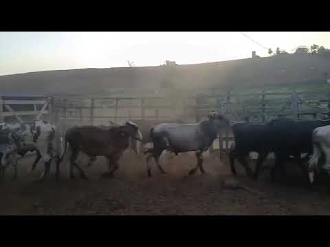 ➡️ *PROMOÇÃO 14 Garrotes: 2.300 reais cada em  Serraria/ Paraíba. Whatsapp 84 99810 2784*#gado 