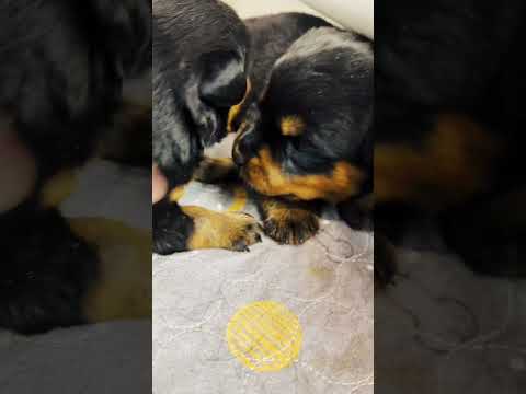 Miniatura de ROTTWEILER