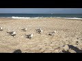 Seagull Feeding Frenzy At Wrightsville Beach