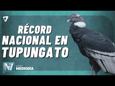 Tupungato impuso un nuevo RÉCORD de avistamiento de CÓNDORES andinos