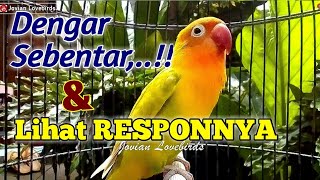 Download lagu Dengar Sebentar & LIHAT RESPONNYA,.!! Semua Lovebird yang Semula Bisu Seketika Jadi EMOSI NGEKEK mp3 Download lagu Dengar Sebentar & LIHAT RESPONNYA,.!! Semua Lovebird yang Semula Bisu Seketika Jadi EMOSI NGEKEK mp3
