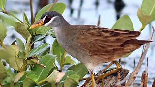 Download lagu Suara pikat burung tikusan sawah/rawa mantap jossss mp3