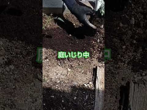 家の前の花壇: あなたの敷地の前に花を咲かせるための私たちのアイデアのすべて  庭園