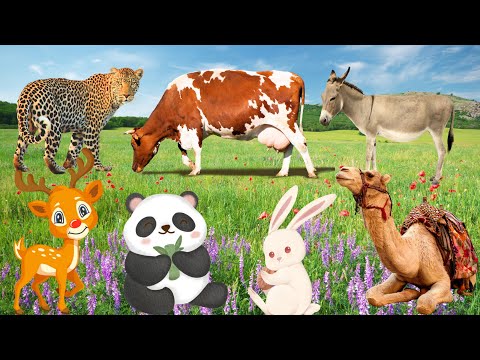 Cute Animals Collection: Panda, cat, puppy, rabbit - Animal Discovery