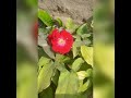 Status Mere Dil Ko Tere Dil Ki Zarurat H
