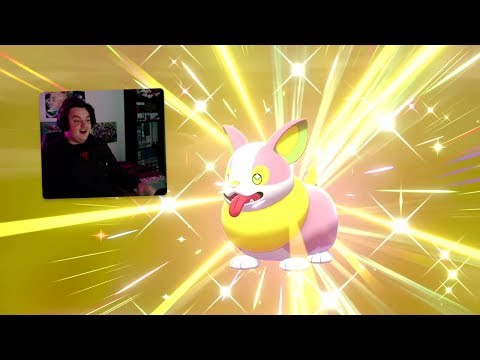 REAZIONE A YAMPER SHINY DOPO 24 UOVA IN LIVE!