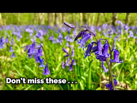 The English Bluebell - A Very British Wildflower