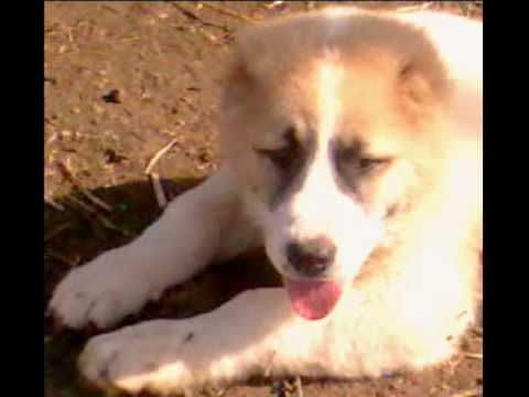 מנשיה זבדה.wmv