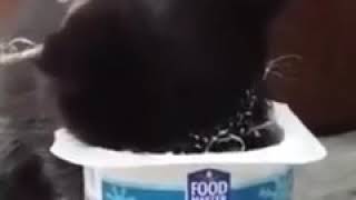 Самое смешное видео на свете вкусный йогурт