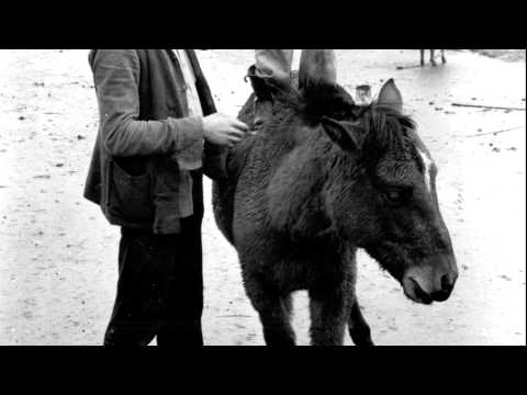 Hagar Peeters - Malva