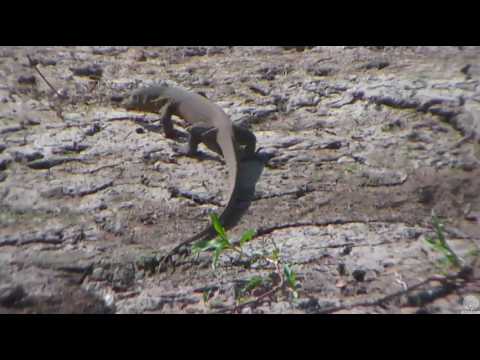 Monitor Lizard hunting eggs at Africa Watering Hole. 24 February 2017