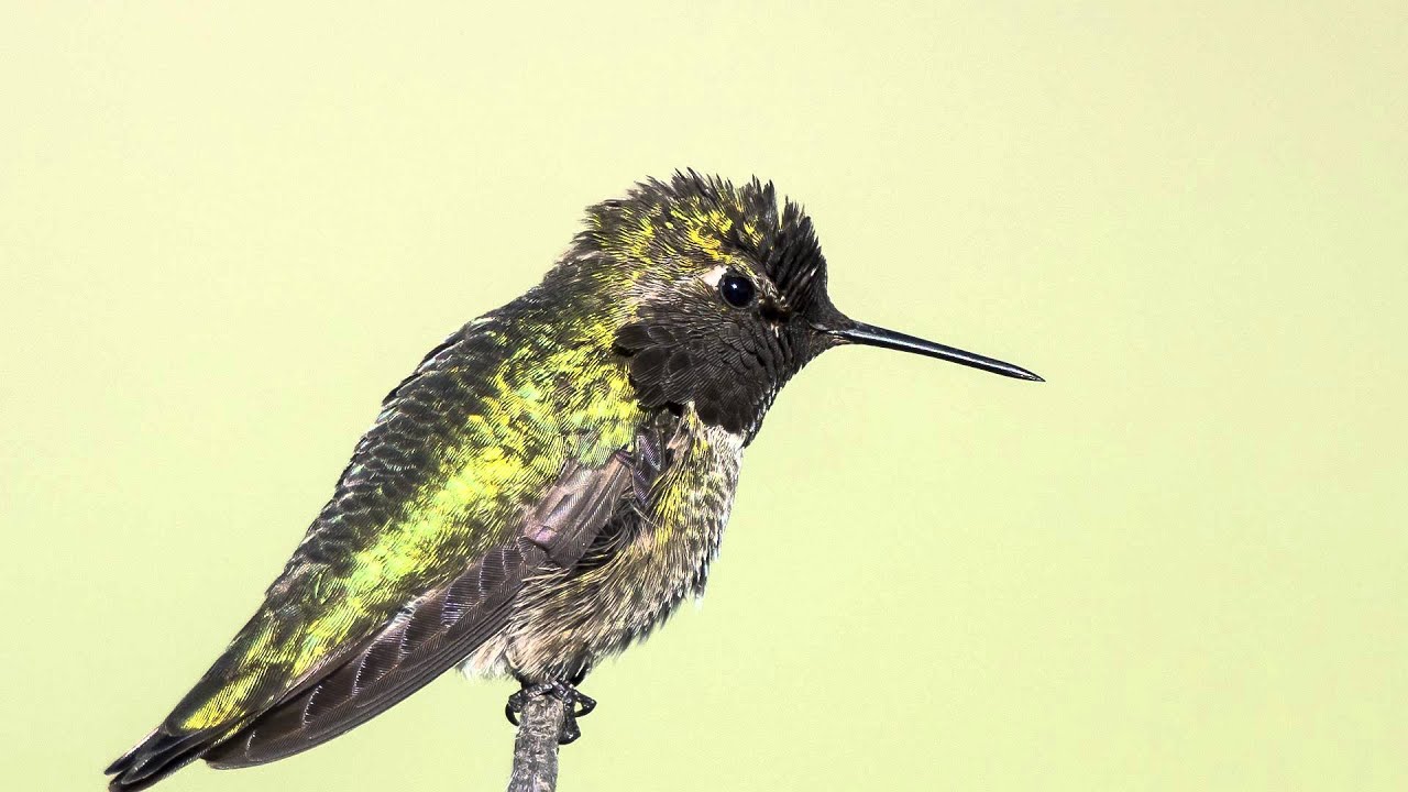 Архив_Nikon 800mm f/5.6E FL ED VR AF-S Nikkor