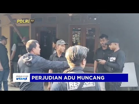 POLRES SUMEDANG GEREBEK PERJUDIAN ADU MUNCANG