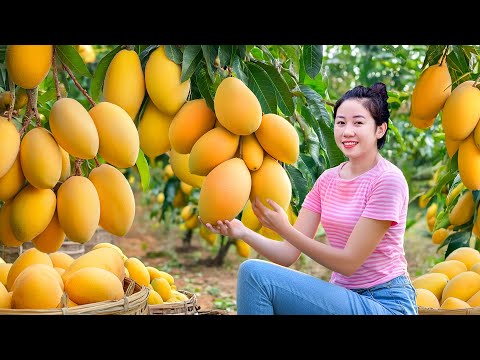 Harvesting Golden Mango Queen Hybrid CA SOAI Fruit Go To Market Sell| Harvesting Farm Produce