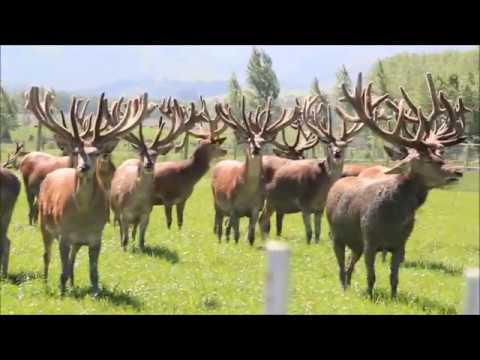 A preview of DGNZ 2017 Trophy Stags