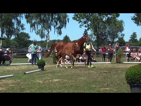 Sudweyher Fohlenschau 2018 - Kat.-Nr. 39