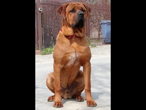 Tosa Inu History And Tribute