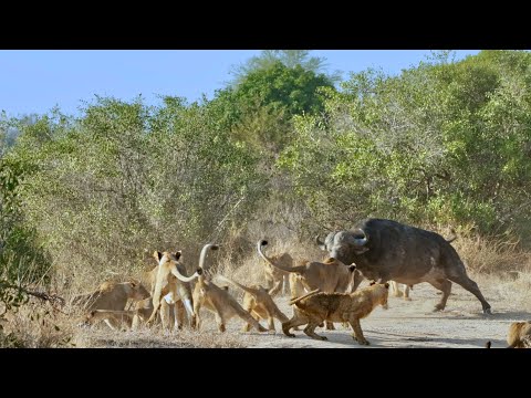18 Hungry Lions vs 2 African Buffalo: Epic Battle for Survival (Cubs Get Involved)